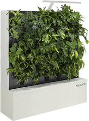 Green Walls - Flowerpot Png