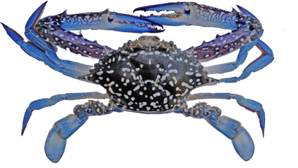 Fishery Improvement Projects - Blue Swimming Crab Indonesia Png