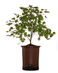 Download Hd Japanese Maple Png - Sageretia Theezans