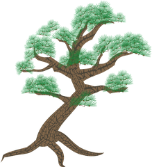 Pine Tree Clipart Free Download Transparent Png Creazilla - California Live Oak