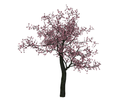 Cherry Tree Image - Free PNG