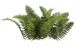 Bushes Png Clipart