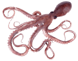 Octopus Png Pic - Transparent Background Octopus Png