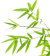 Bamboo Leaf Transparent Png Clipart - Bamboo Leaf Background