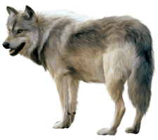 Wolf Png Image Picture Download