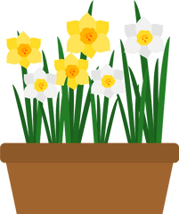 Narcissus Flower Clipart - Narcissus Flower Clipart Png