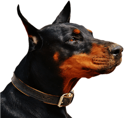 Doberman Transparent Png Image Free - Rottweiler Vs Doberman