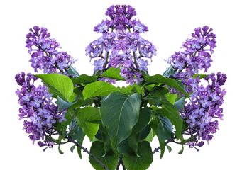 Lilac Spring Flower - Lilac Png Transparent