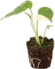 Philodendron Monstera Thai Constellation - Growjunglenl Monstera Thai Constellation Kopen Png