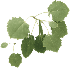 Aspen - Grapevines Png