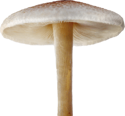 Download Mushroom Png Image For Free - Mushroom Png