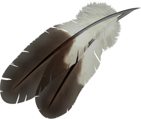 Feather Png - Eagle Feather