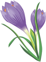 Crocus Picture - Free PNG