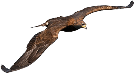 Proyecto Gran - Golden Eagle Png