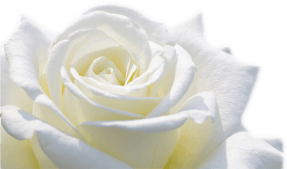 White Roses - Portable Network Graphics Png