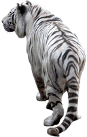 Tiger Png Image Download Tigers