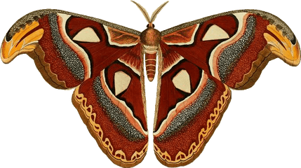 Download Attacus Atlas Ill - Atlas Moth Transparent Background Png
