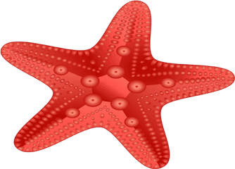 Download Hd Red Starfish Png - Starfish Transparent Png Starfish