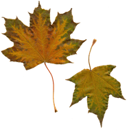 Autumn Golden Leaf Download Free Image - Free PNG