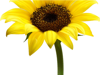 Sun Flower Clipart Png - Flower And Candle Breathing