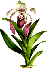 Png Clipart - Flower Draw Botanical Orchid