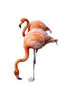 Flamingo Png