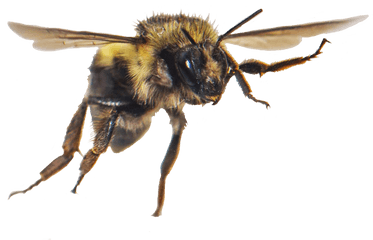 Bee Clipart - Honeybee Png