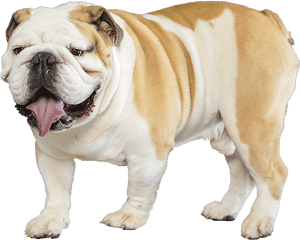 Download Bulldog - Bulldog Png Transparent