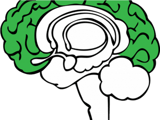 Brain Clipart Plant - Brain Limbic System Png