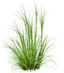 Pin - Grass For Photoshop Png