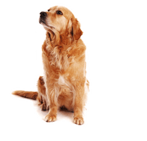 Dog Png Image