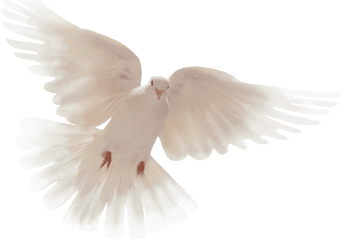 Holy Spirit Dove Transparent Png Image - Holy Spirit Dove Png