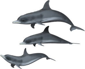 Png - Dolphin Group Transparent Background