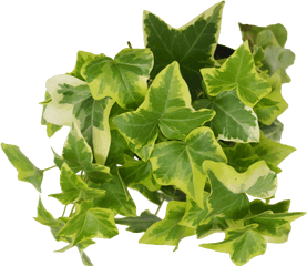 Ivy Leaf Png - English Ivy Png