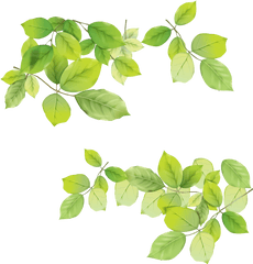 Transparent Leaf Png Picture - Transparent Background Transparent Leaves Png