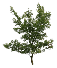 Download 2d Trees - Pond Pine Png Image With No Background Alder Birch Png