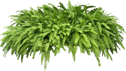 Potted Fern Png 4 Image - Plants Png