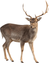 Elk Clipart Caribou - Transparent Deer Png
