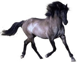 Horse Png Image Download Picture Transparent Background