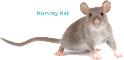 What Kind Of Rat Is - Norway Rat Png