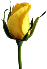 Download Free Png Yellow Rose Hd - Good Morning Gif 2019