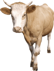 Cow Png Transparent