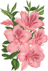 Pink Bunch Of Flowers Drawing Png Flower Transparent Background