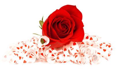 Red Rose Flower Png Transparent - Transparent Rose Background Png