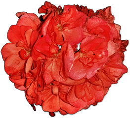 Flowerspelagoniahome Flowerspngfree Pictures - Free Hybrid Tea Rose Png