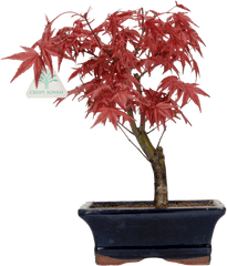 Acer Palmatum Deshojo - Maple 28 Cm Png