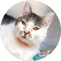 The Anti - Cruelty Society Home Cat Collar Png