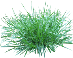 Grass Png Image Green Picture