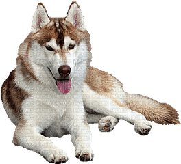 Dog Gif - Transparent Siberian Husky Gif Png