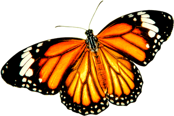 Monarch Butterfly Tiger Danaus Genutia - Transparent Background Monarch Butterfly Png